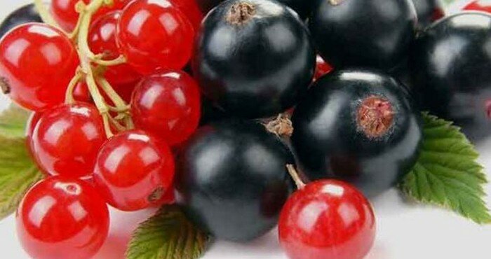 черные и красные ягоды