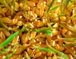 Пророщенная пшеница польза и вред
