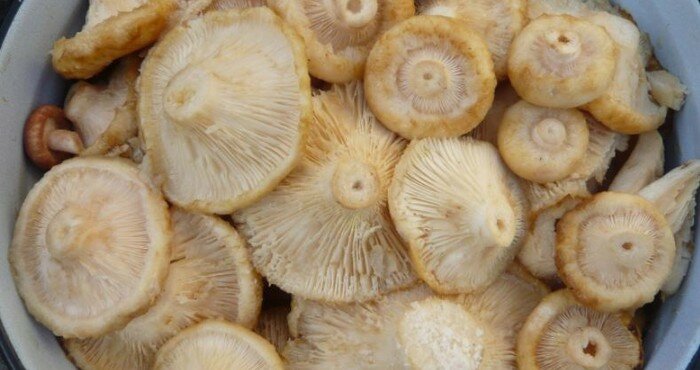 очищенные грибы